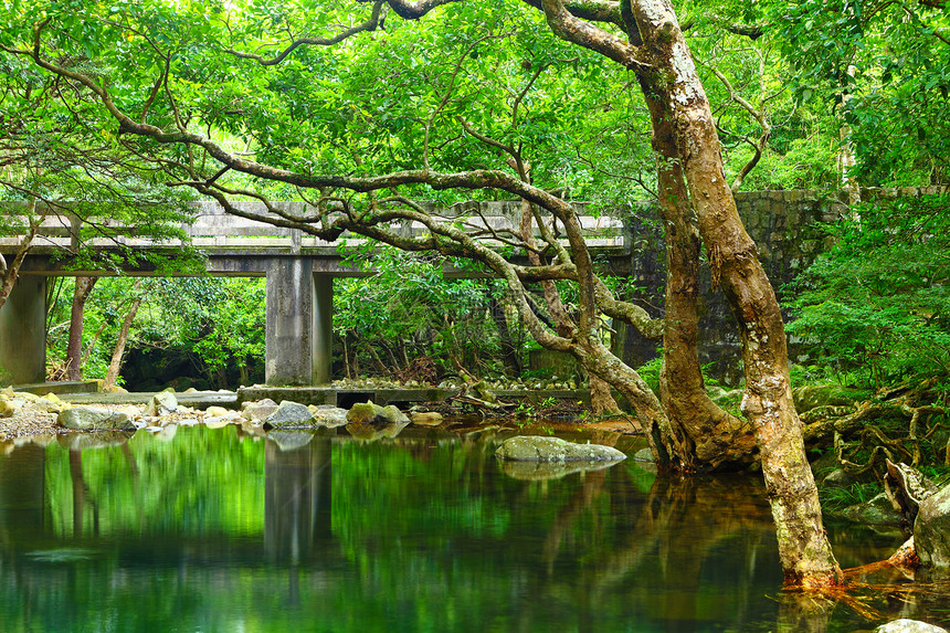 带湖泊的森林池塘天空环境支撑晴天甘蔗生态阳光石头风景图片