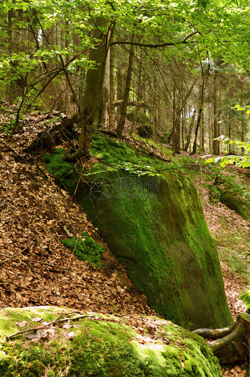 岩石上的树木地衣国家环境植物公园山脉资源树干石头叶子图片