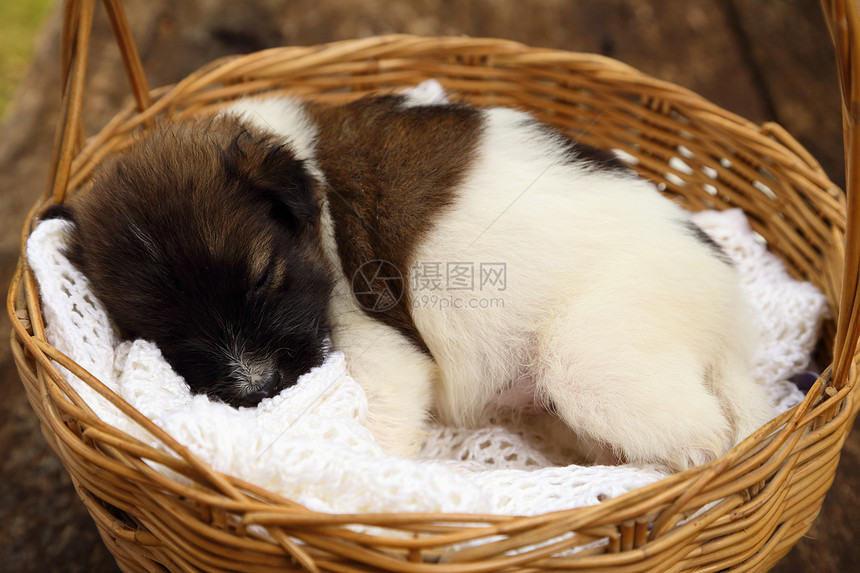 小狗睡在篮子里猎犬哺乳动物头发毛巾睡眠婴儿朋友柳条宠物毛皮图片