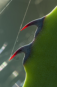 红色蜘蛛网背光下植物的托鱼背景