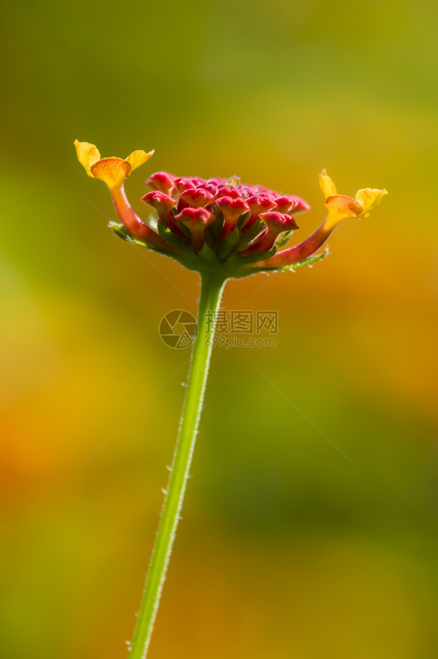 红色兰塔纳花芽详情黄色植物绿色粉色花园橙子花瓣图片