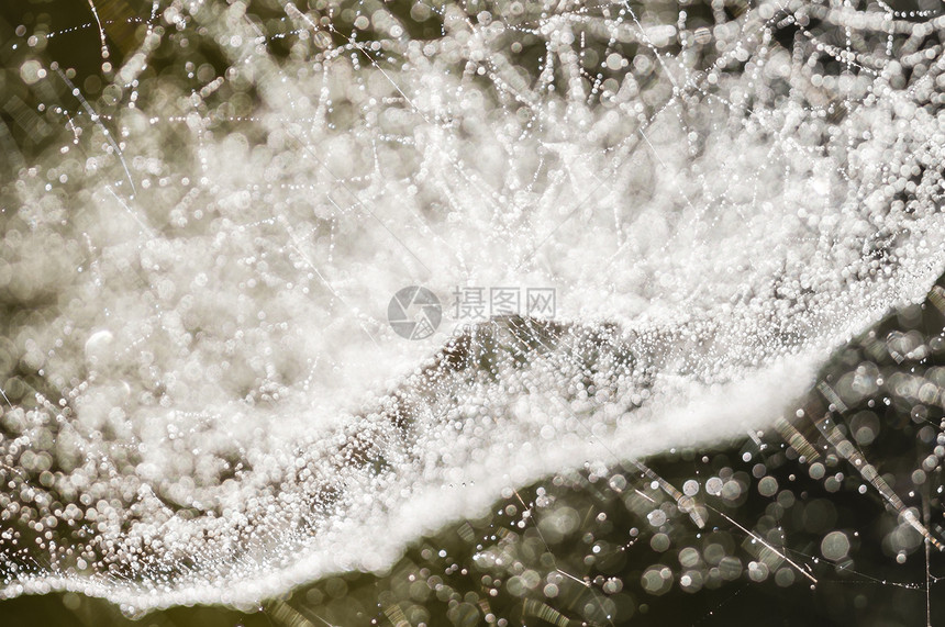 在蜘蛛网i上滴落的珠子雨滴天气动物蜘蛛宏观网络水滴陷阱背光丝绸图片