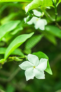 花绿色白色背景背景图片