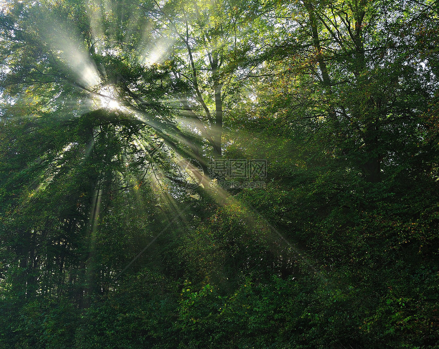 森林中的太阳线图片