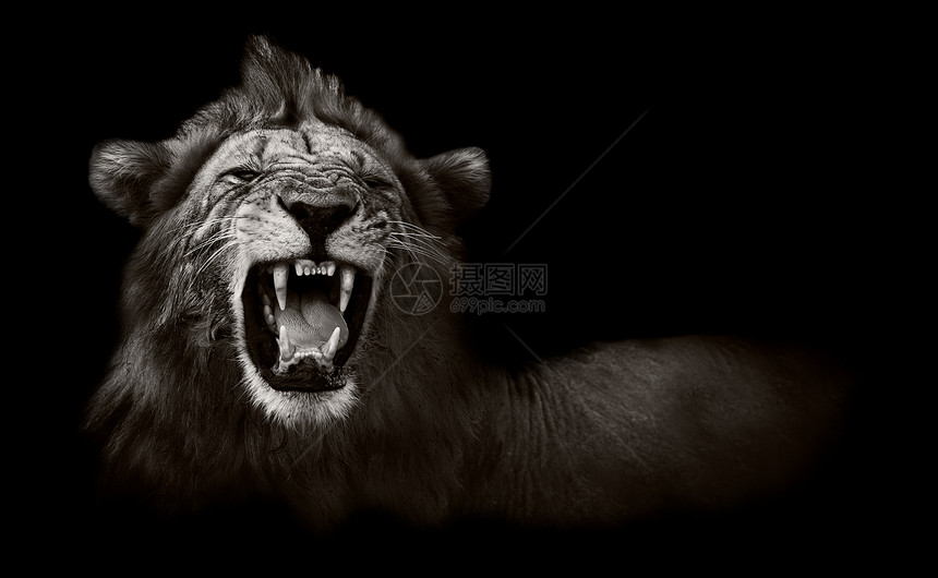 狮子露出危险的牙齿毛皮公园国家展示野生动物男性荒野动物食肉捕食者图片