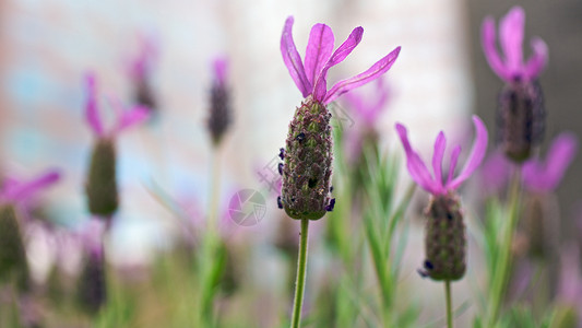 食用盐蜜蜂草本绿色沙枣农场紫色香味香气农田花朵高清图片