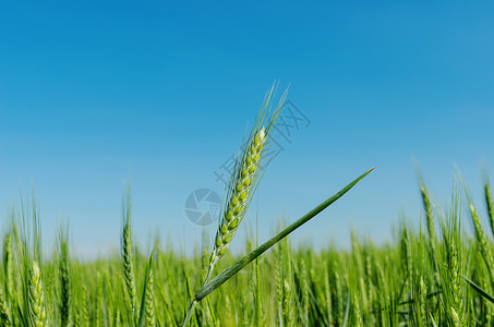 田野和深蓝天空上的绿色斑斑农场高清图片素材