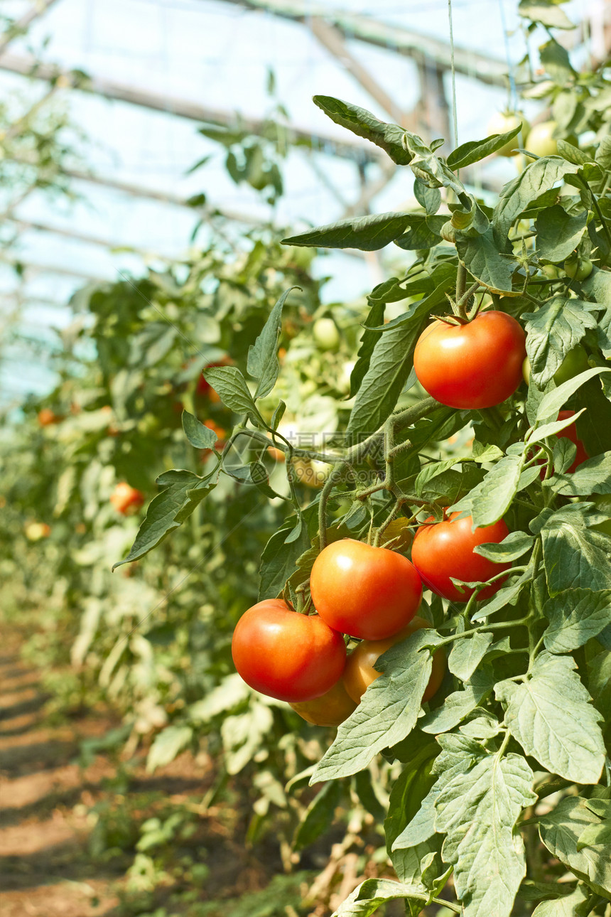温室中的番茄盐图片