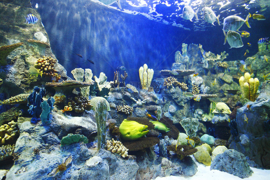 珊瑚礁上的热带鱼类团体海葵旅行潜水生活异国假期浮潜动物盐水图片