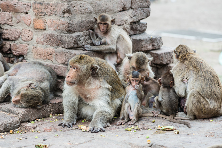从事各种活动的泰国亚洲野猴子泰国森林动物婴儿绿色母亲哺乳动物家庭石头灵长类女性图片