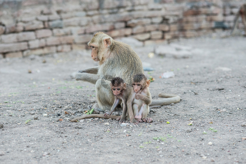 从事各种活动的泰国亚洲野猴子泰国哺乳动物石头灵长类森林荒野母亲动物家庭女性保卫图片