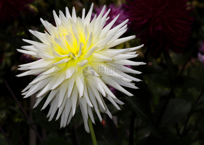 白达利亚庆典宏观花园叶子植物群大丽花植物花瓣花束白色图片