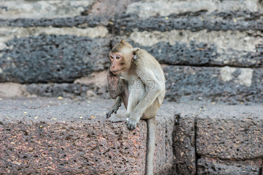 从事各种活动的泰国亚洲野猴子泰国哺乳动物女性家庭森林婴儿绿色动物荒野石头灵长类图片