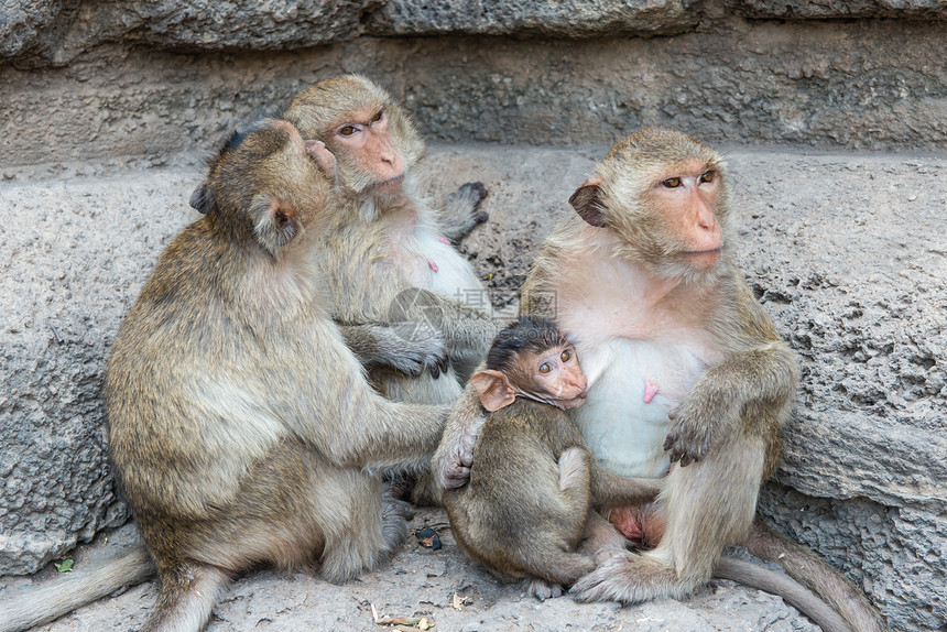 从事各种活动的泰国亚洲野猴子泰国哺乳动物荒野动物保卫野生动物母亲婴儿灵长类家庭森林图片