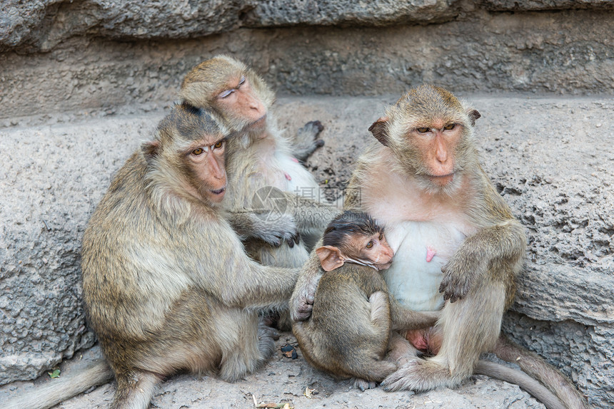 从事各种活动的泰国亚洲野猴子泰国毛皮哺乳动物婴儿野生动物保卫灵长类动物绿色家庭母亲图片