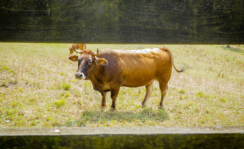 牛分割图棕牛在围栏后面的草地上放牧村庄爬坡牛奶天堂地区季节性风景栅栏绿色牧场背景
