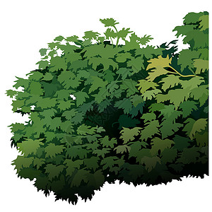 灌木植被灌木丛区系插图绿色植物卡通片叶子背景图片