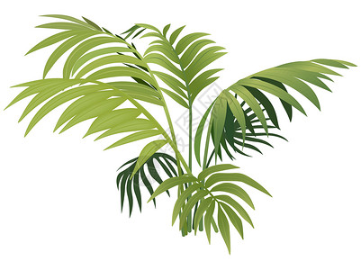 费尔南厂区系绿色植物叶子森林覆盖率生长卡通片插图背景图片