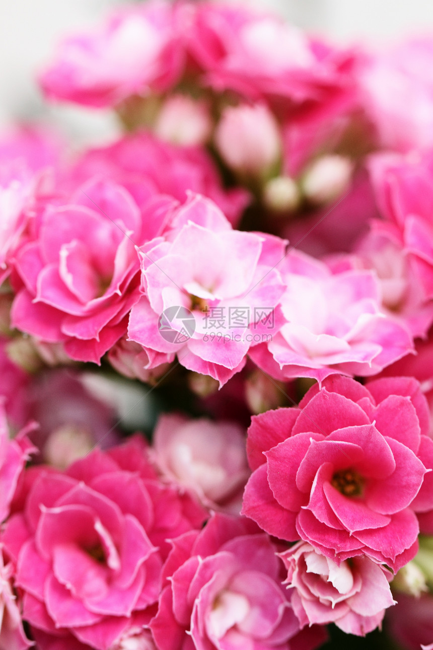 卡兰乔花花花婚姻展示雌蕊叶子礼物女性花园环境花瓣纪念日图片