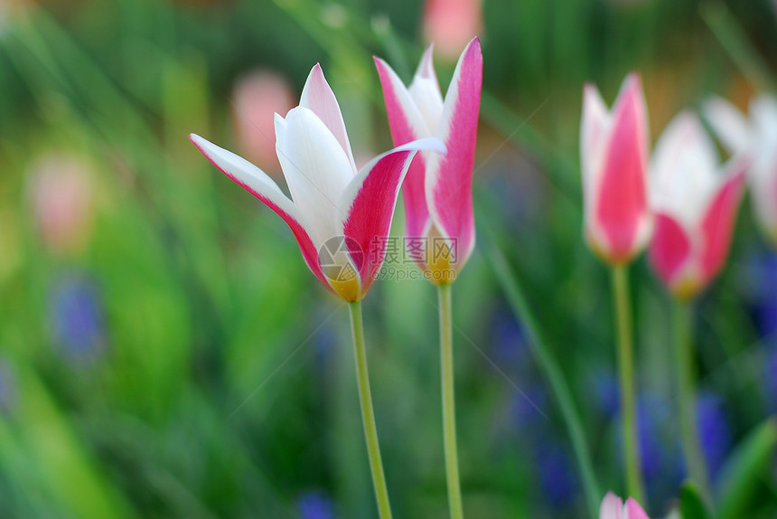 粉红白郁金花园艺场地白色生长香味植物群郁金香花园图片