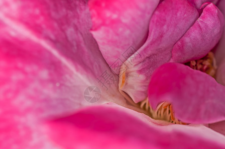 特写粉红玫瑰花瓣 抽象模式 自然 花朵背景图片