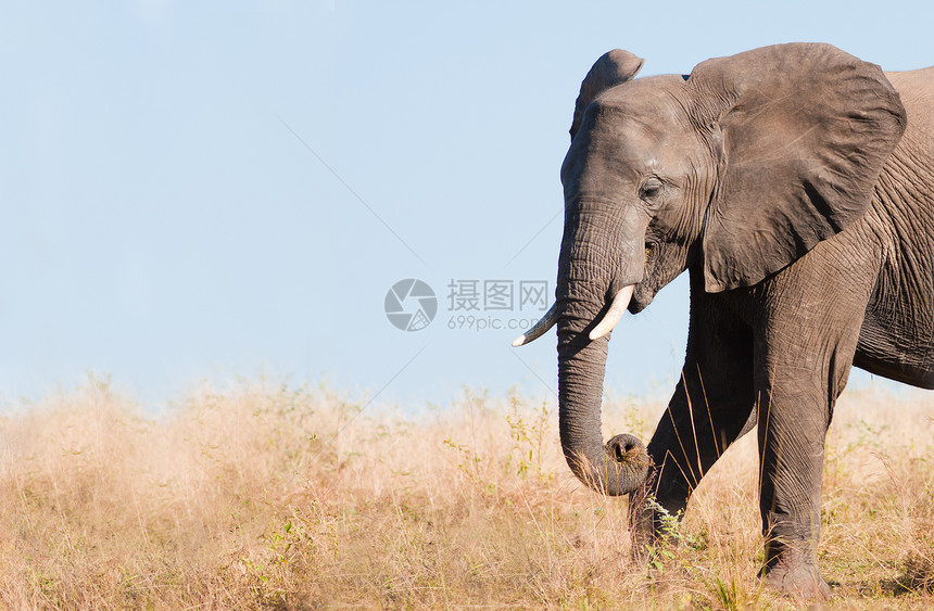 野生动物大象旅行游客公园衬套动物树干生态旅游游戏象牙图片