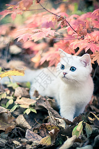 秋秋和小猫摄影宠物树叶孩子动物柔软度毛皮白色背景图片