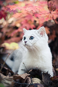 秋秋和小猫毛皮宠物柔软度白色树叶摄影动物孩子背景图片