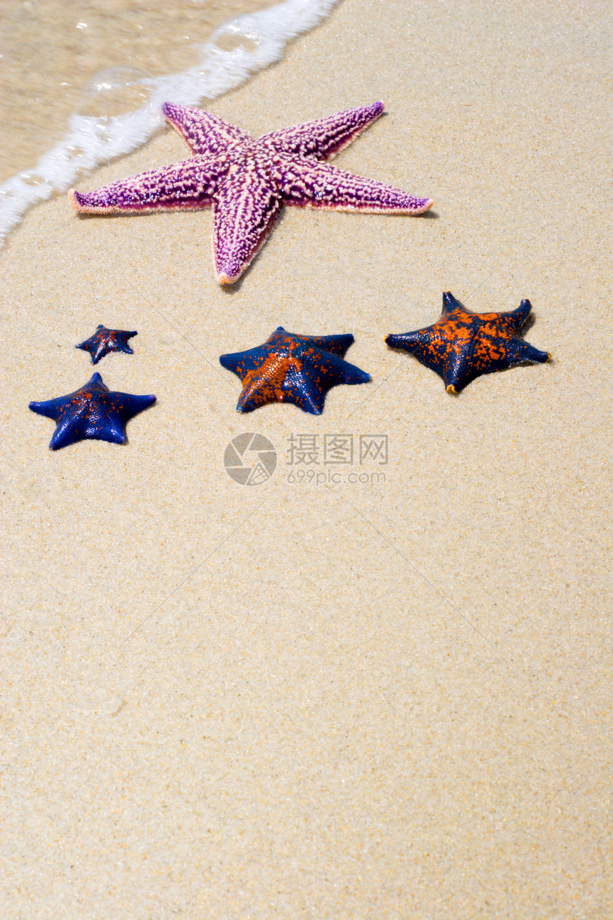 海星旅游热带气候框架假期星星生活海景岛屿阳光图片