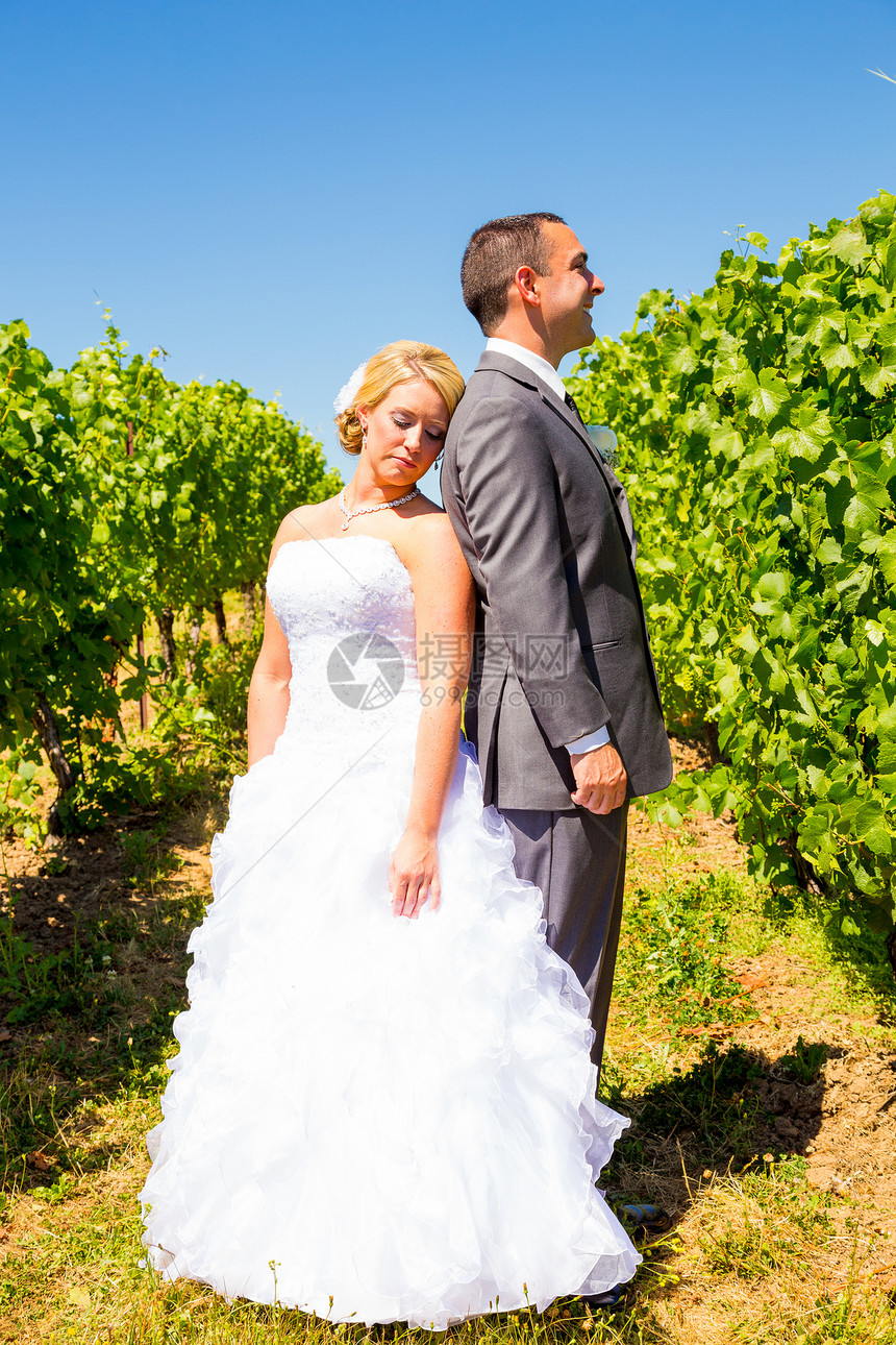 新娘和Groom肖像女性婚姻裙子头发幸福酒厂燕尾服葡萄园男人礼服图片