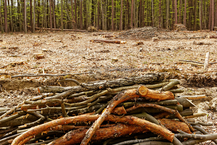砍伐森林和伐木风景收成公园环境破坏日志树桩天空木头木材图片