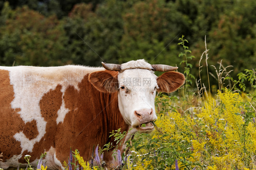 奶牛草地食物牛奶国家家畜配种农场农田牛扒动物图片