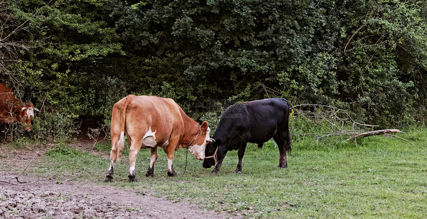 奶牛农业家畜奶制品动物国家场地小牛哺乳动物农场喇叭图片