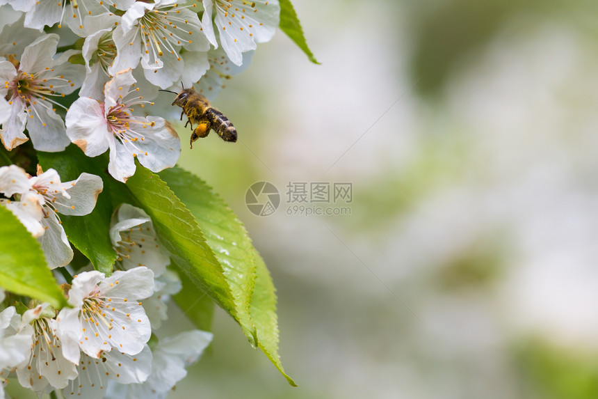 蜜蜂在飞行中的蜜蜂接近开花的樱桃树土地殖民地宏观蜂房农民职业蜂蜡蜂蜜爱好农场图片