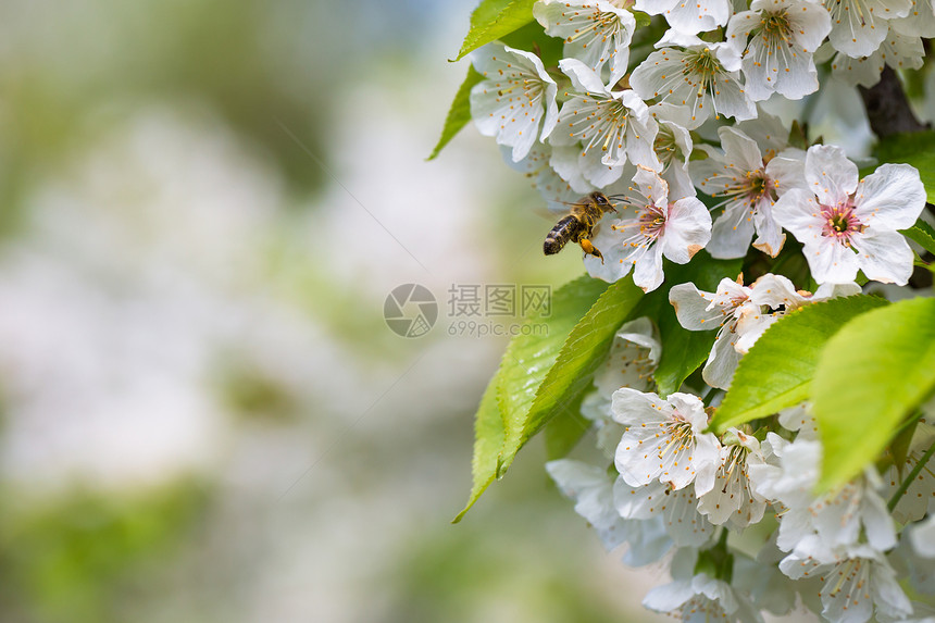 蜜蜂在飞行中的蜜蜂接近开花的樱桃树农民集体土地养蜂业蜂蜜昆虫爱好蜂窝蜂巢花粉图片