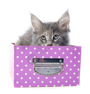 小猫宠物工艺盒子眼睛粉色动物灰色工作室背景图片
