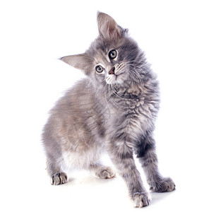 小猫动物灰色眼睛工作室宠物背景图片