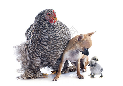 动物狗和鸡乌金顿鸡和吉华花公鸡棕褐色宠物棕色家禽工作室灰色动物小鸡脚鸡背景