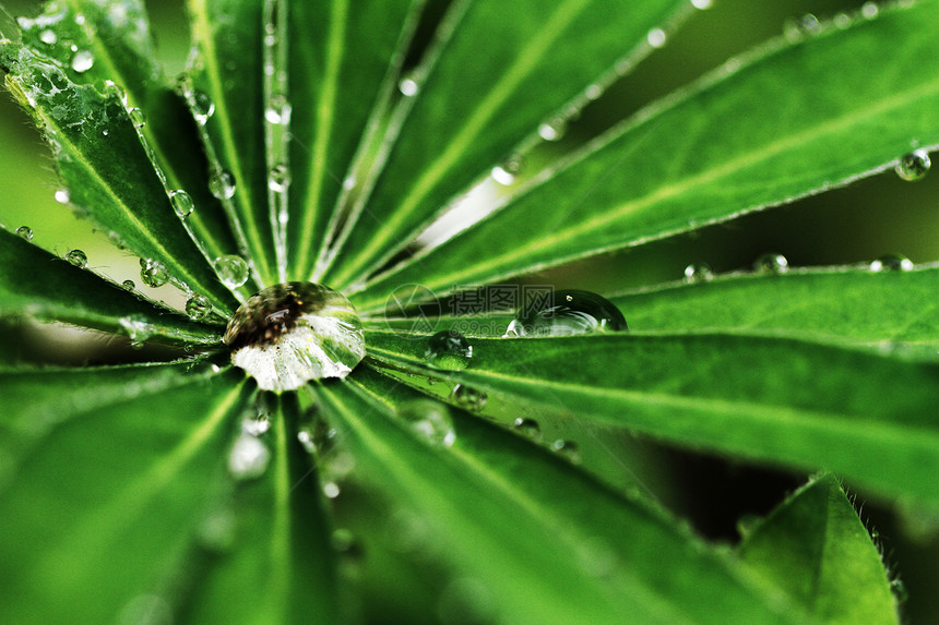 绿叶 带水滴叶子生活雨滴环境植物绿色飞沫静脉图片