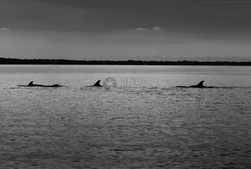 海豚鳍照片黑与白钓鱼图片