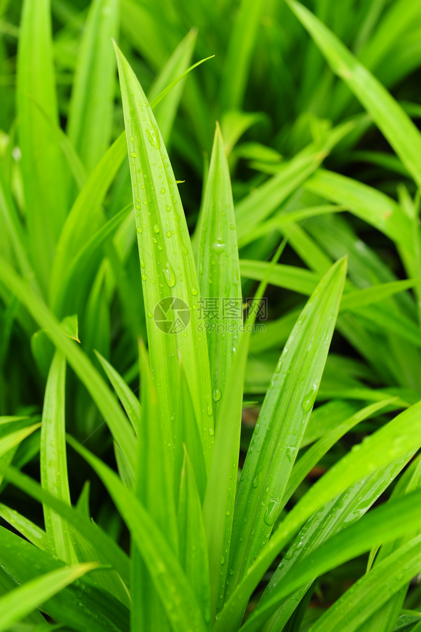 潘达努植物绿色叶子图片