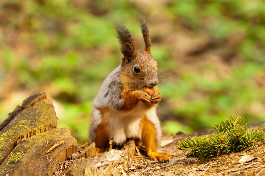春天小松鼠在公园吃坚果森林包子野生动物爪子指甲动物群尾巴松鼠木头地面图片