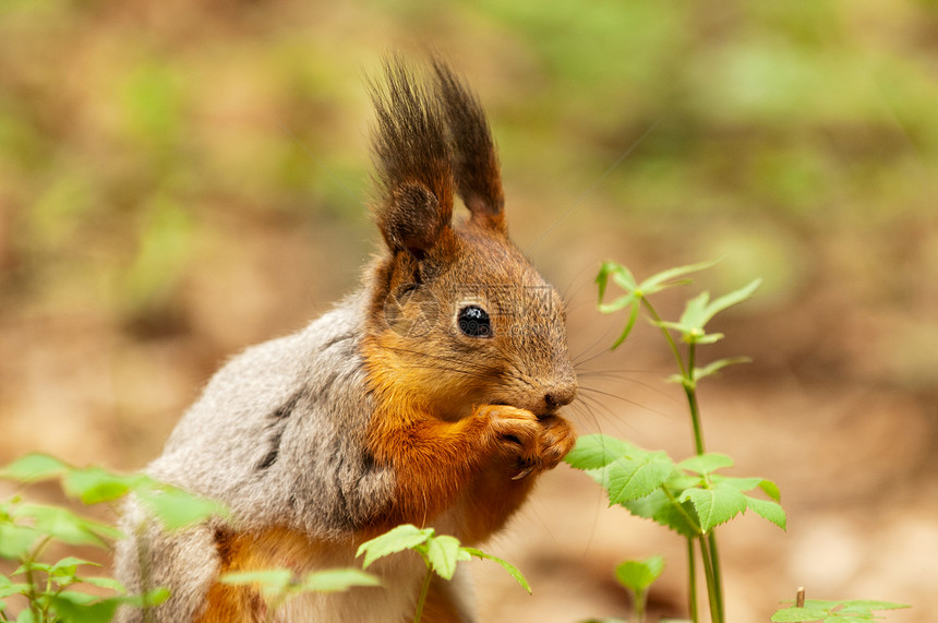 春天小松鼠在公园吃坚果指甲耳朵栗鼠包子警觉松鼠叶子松树尾巴眼睛图片