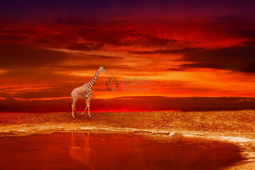 日落时湖岸边的法拉菲旅游荒野阳光马赛天空大草原野生动物反射哺乳动物草原图片