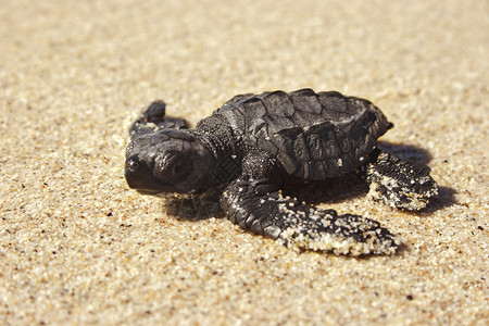 龟波气功素材宝宝海龟 刚孵化在海滩上背景