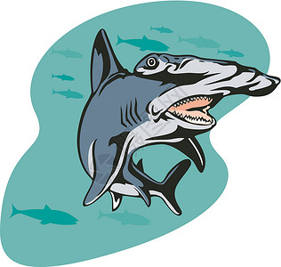锤头鲨鱼插图动物艺术品海洋生物野生动物游泳背景图片