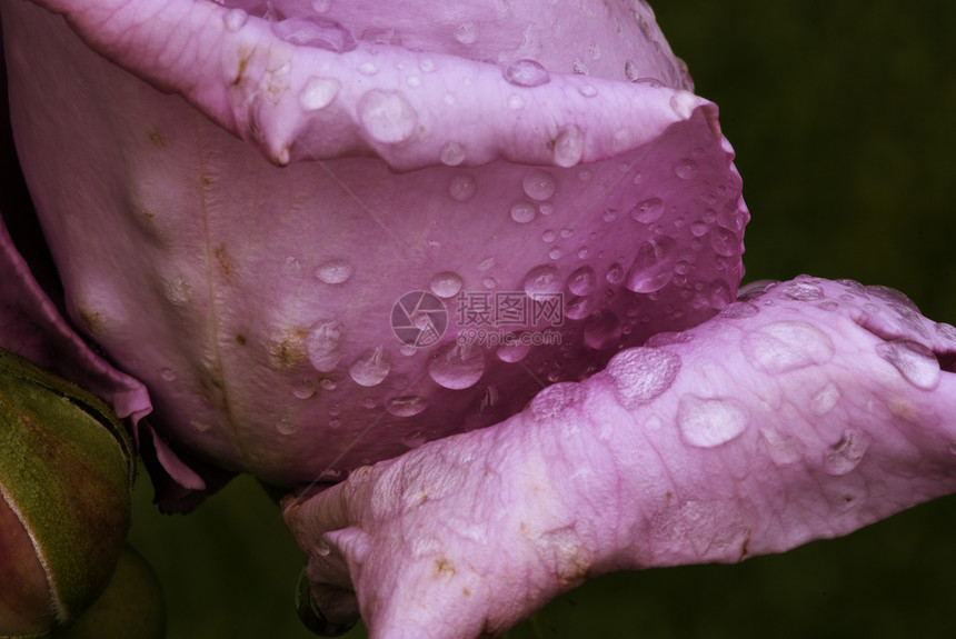 湿紫玫瑰花粉花园水滴花瓣水分植物生活宏观下雨紫色图片