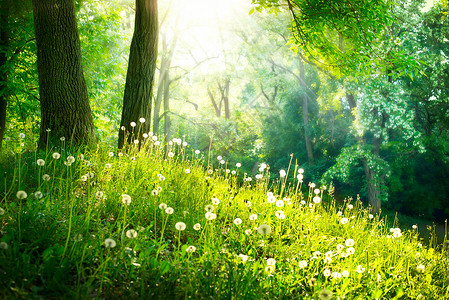 春天自然 美丽的景观 绿草和绿树背景图片