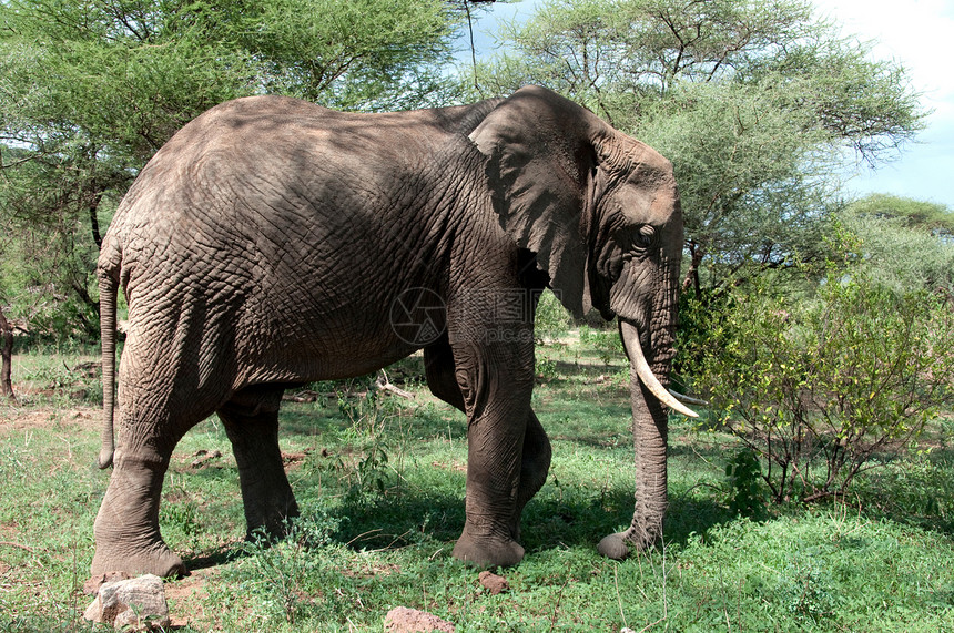 大象动物园牙齿獠牙马戏团工作皮肤异国灰色皱纹野生动物图片