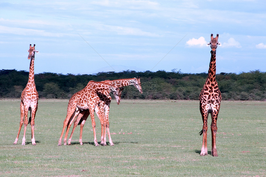 坦桑尼亚东部非洲Serengeti的Giraffes情绪野生动物旅游拥抱游戏哺乳动物场景栖息地季节动物图片